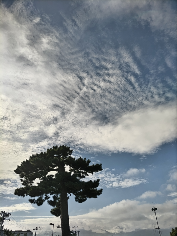 引籠りニートだった齋藤健一が見上げていた松の木と空と雲【国府津にて】