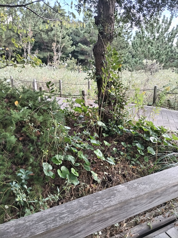 元引籠りニートの俺が見ていた自然公園の歩道と植物