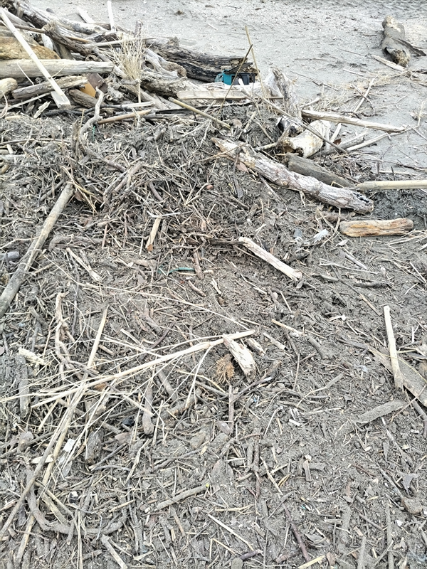 元ニート引籠りの齋藤健一が目撃した由比ガ浜海岸に散らばった大量の砂塗れの自然ゴミ