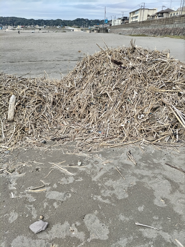 引籠りニートだった齋藤健一が材木座海岸で集められたそこそこの木くずの山を見ている様子