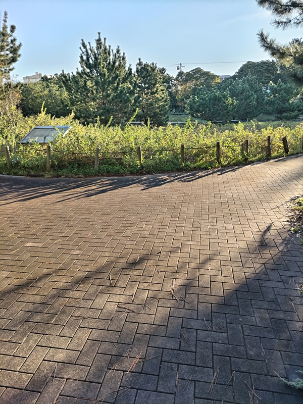 引籠りニートだった齋藤健一が早朝の公園の地面を見ているところ