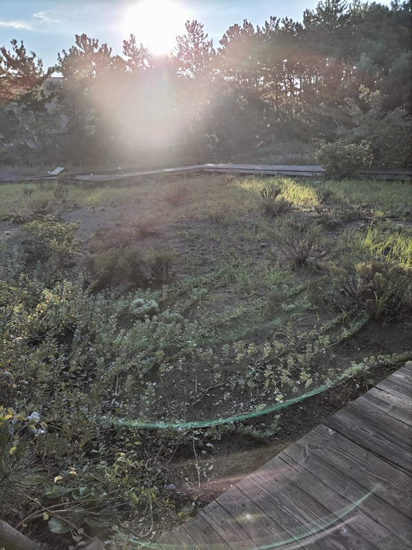 引籠りニートだった齋藤健一が見ていた自然公園内の松並木から射し込む太陽