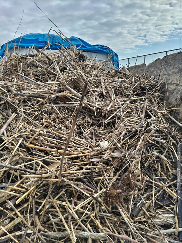 引籠りニートだった齋藤健一がトラックの荷台に積み込んだ超大量の木くずゴミ【二宮町の押切海岸】