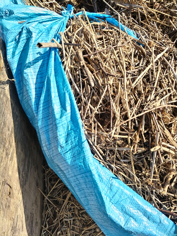 元引籠りニートの俺が海岸清掃でブルーシートに包んだ大量の木くずゴミ【二宮町の押切海岸】