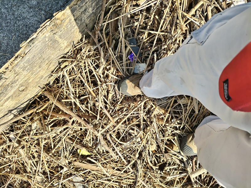 引籠りニートだった齋藤健一がトラックに積んだ木くず類を踏んでいる様子【神奈川県・二宮町・押切海岸】