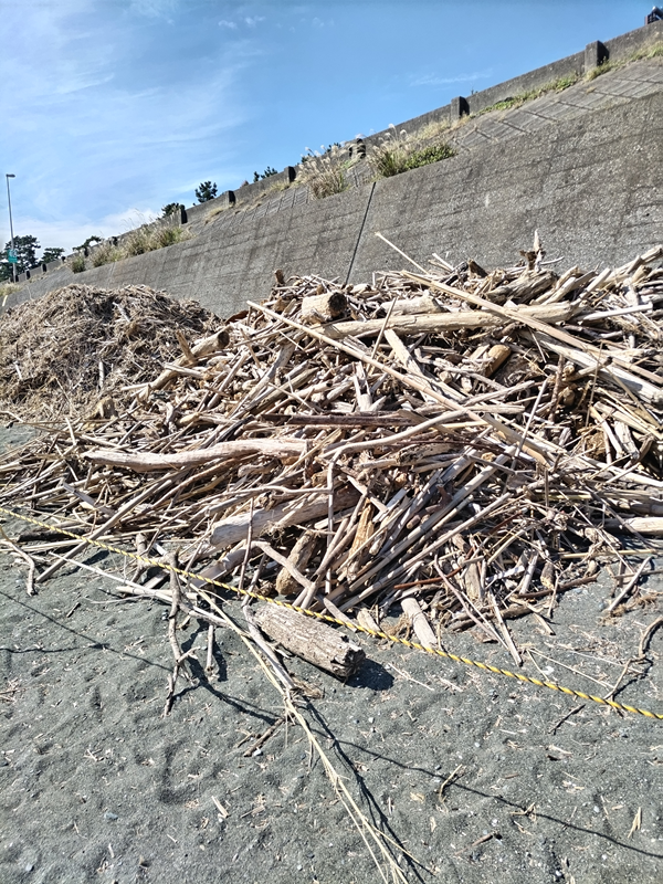 元引籠りの齋藤健一が撮影した超大量の木くずの山【神奈川県の二宮町の梅沢海岸】