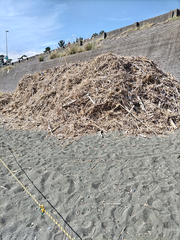 元ニートの齋藤健一が二宮町の梅沢海岸で見た山盛りにされた木くずゴミ