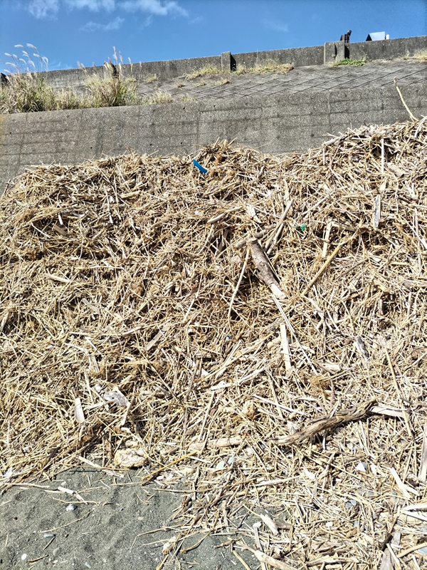 元ニート引籠りの齋藤健一が見ていた、二宮町の梅沢海岸に山盛りにされた木くずの山