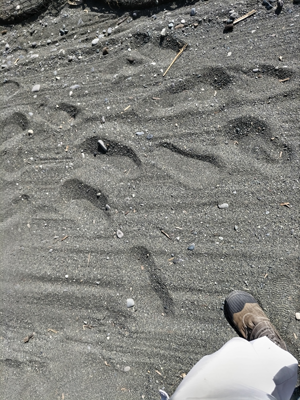 元ニート引籠りの齋藤健一が歩いた砂浜の足跡【神奈川県の二宮町の砂浜】