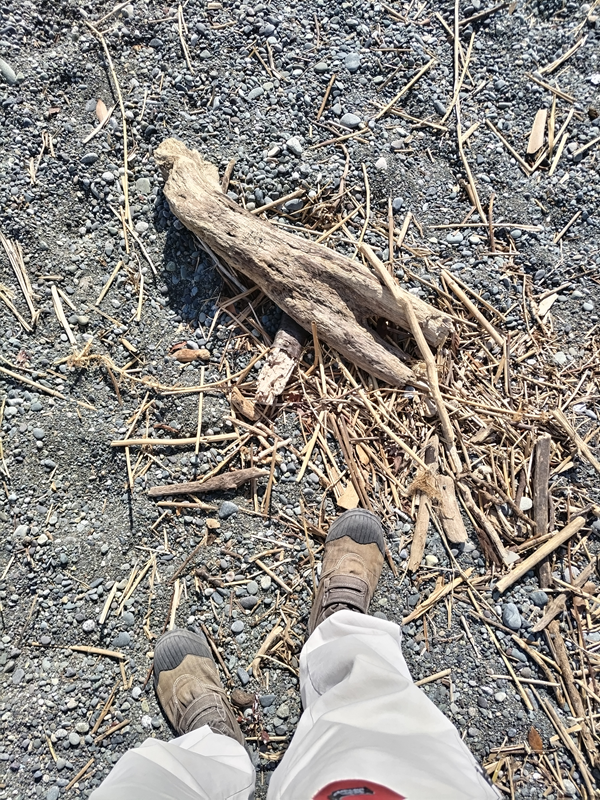 元ニート引籠りの齋藤健一が海岸清掃していた二宮町の梅沢海岸に落ちていた流木と木くずゴミ