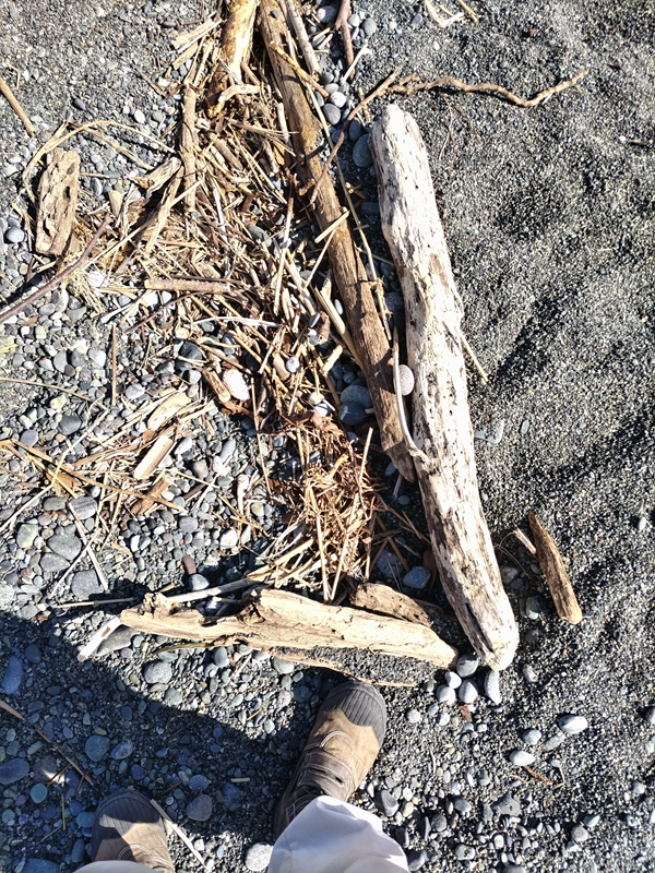 元ニート引籠りの齋藤健一が見た海岸に漂着した流木三本と木くず