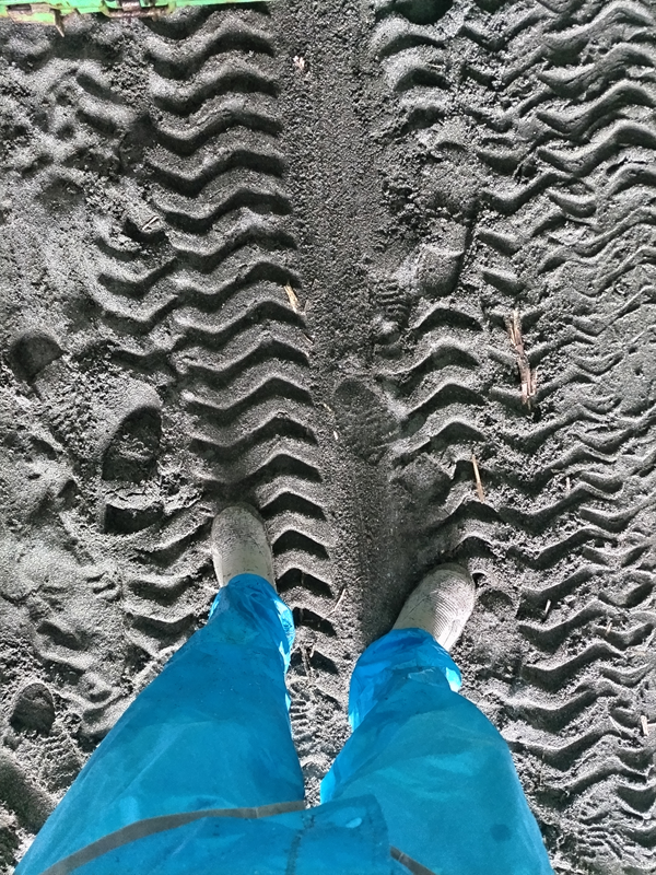 元引籠り撮影の二宮町の押切海岸へと続く出入口についたキャリアダンプの通った跡