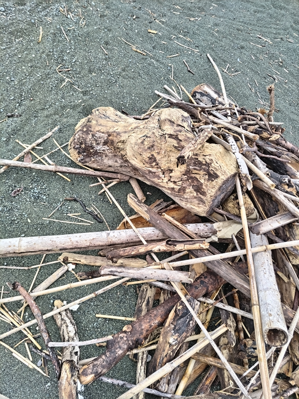 元ニート引籠りの齋藤健一が見ていた大きな流木と竹のクズと木くず【二宮の押切海岸にて】