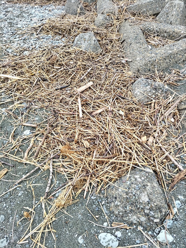 元ニートの俺が見ていた清掃前の木くずが散らばっているところ【二宮の押切海岸】