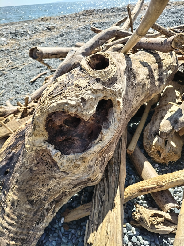 元引籠りが撮影した人間の顔みたいな巨木【二宮町の梅沢海岸で撮影】