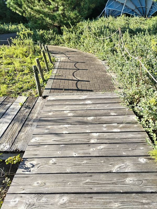 元引籠り撮影の自然公園内の木製の歩道
