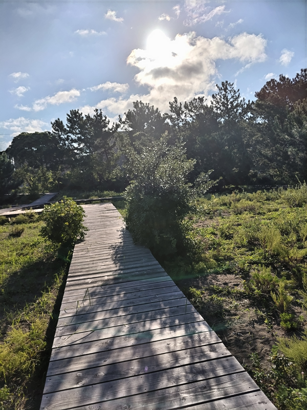 元引籠りが見た自然公園内の日光と歩道