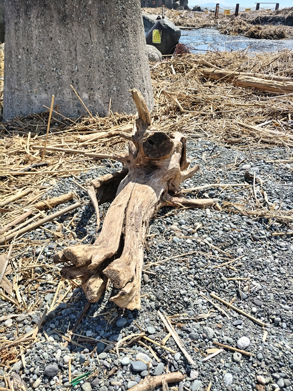 元引籠りが撮影した二宮町の突堤前にあった巨木の流木