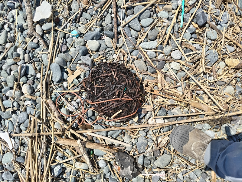 元引籠りが撮影した海で見つけた黒い気持ち悪い物体