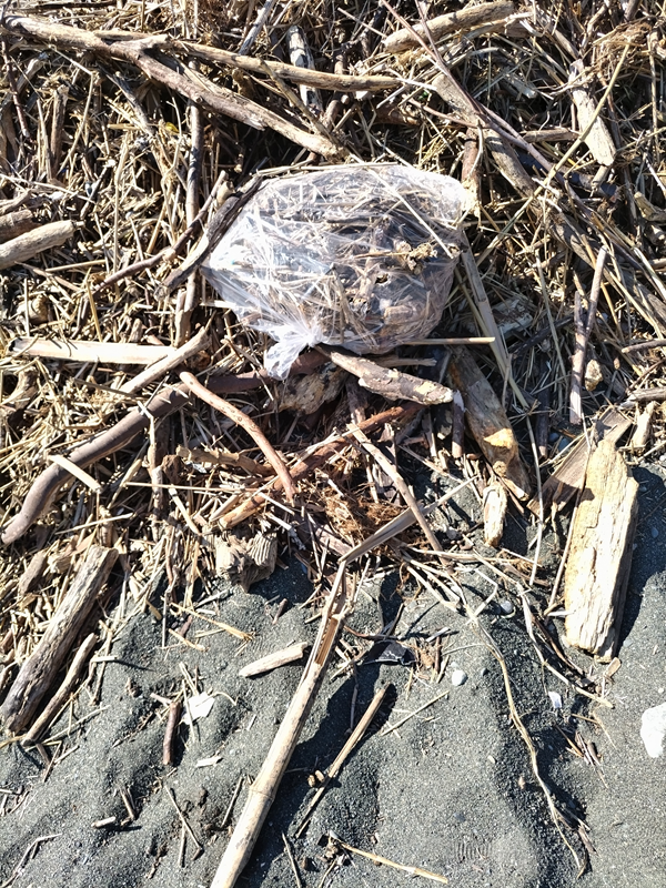 元引籠りが海岸清掃していた二宮町で木くずを集めて入れたビニール袋と木くずの山