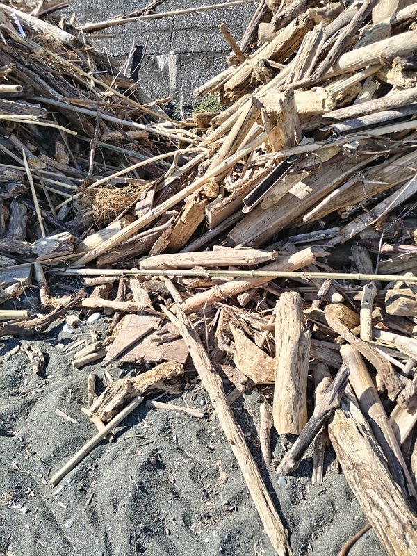 元引籠り撮影の二宮町の梅沢海岸に積み上げられた流木の山