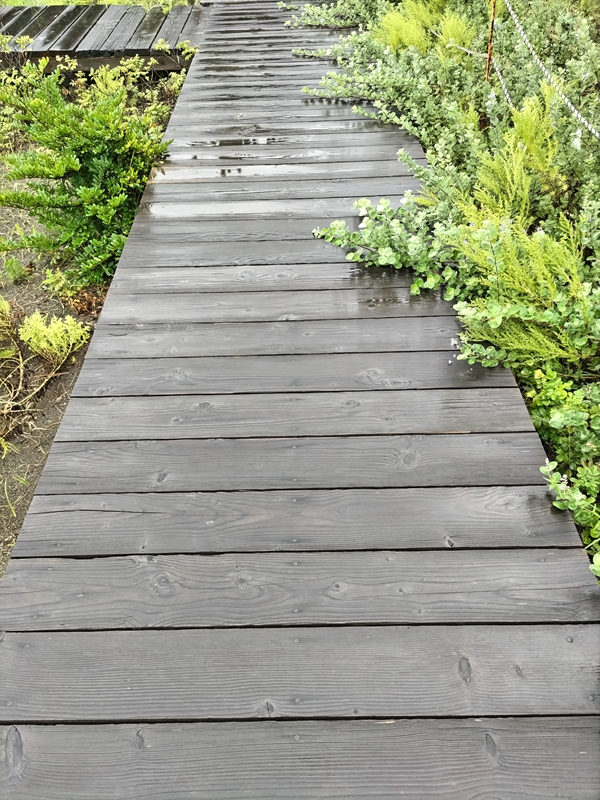 元引籠りニートの俺が見た自然公園内の濡れた木製の歩道