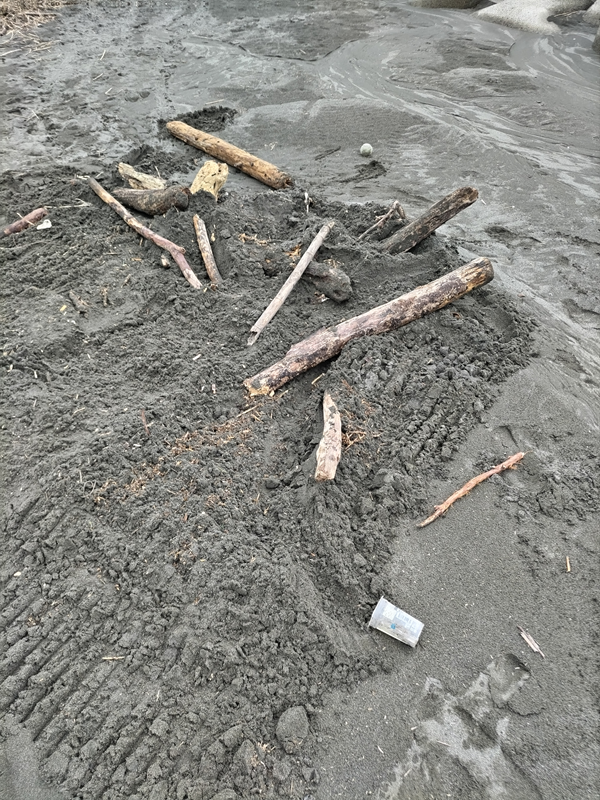 元引籠りが海岸清掃していた茅ケ崎サザンビーチに埋まった木片と流木