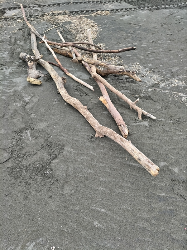 茅ケ崎サザンビーチで元引籠りが集めた長い沢山の流木