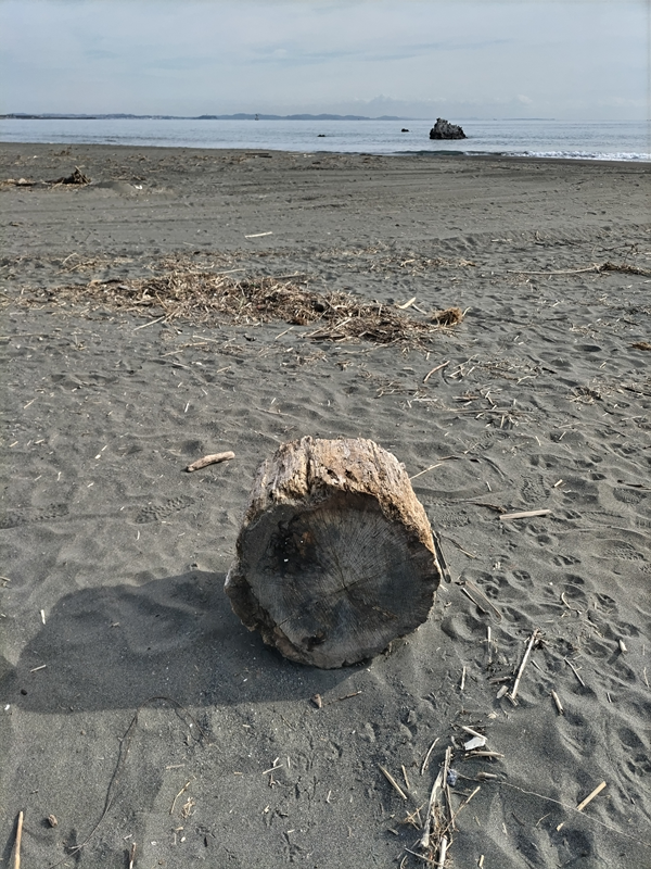 元ニート引籠りが大磯海水浴場に落ちていた丸い流木を見ている様子