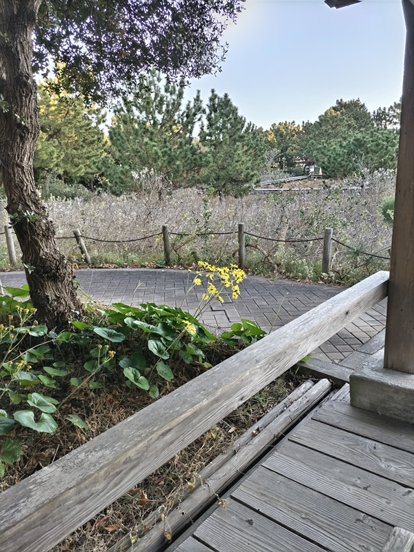 引籠りニートだったセル齋藤が見ていた自然公園内に咲いた黄色い花