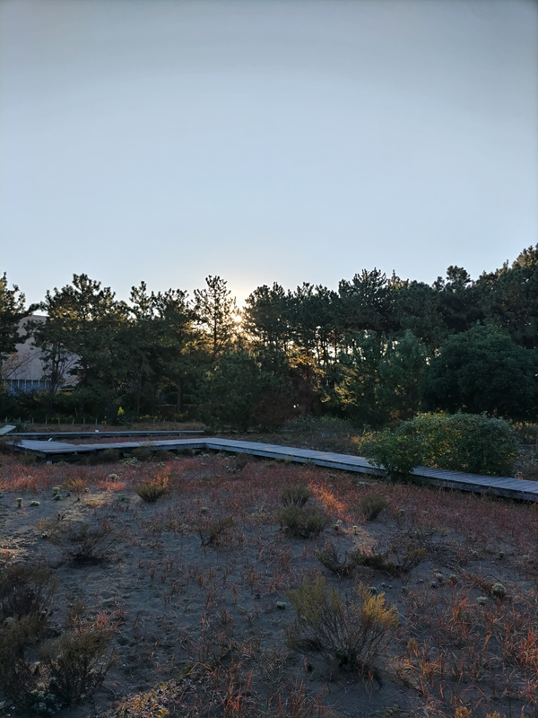 引籠りニートだったセル齋藤が見ていた早朝の茅ケ崎市内の公園の風景