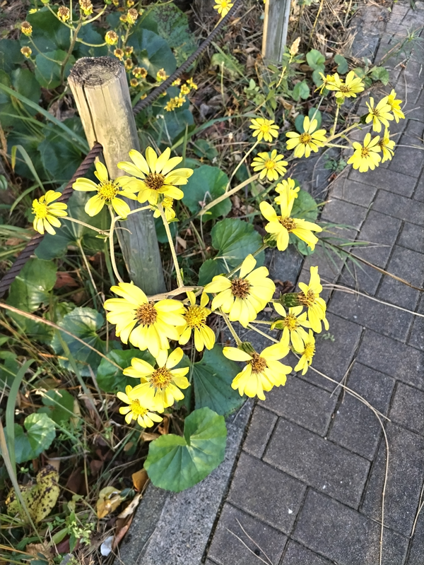 元引籠りニートのセル齋藤が早朝の公園内に咲いた黄色い花を眺めている様子