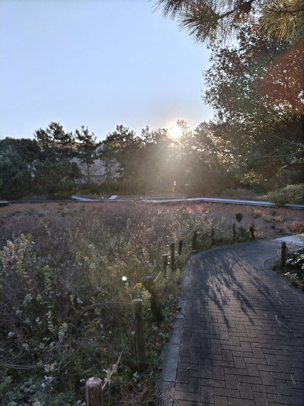 引籠りニートだったセル齋藤が早朝の暗い公園内を照らす輝く太陽を見ている様子