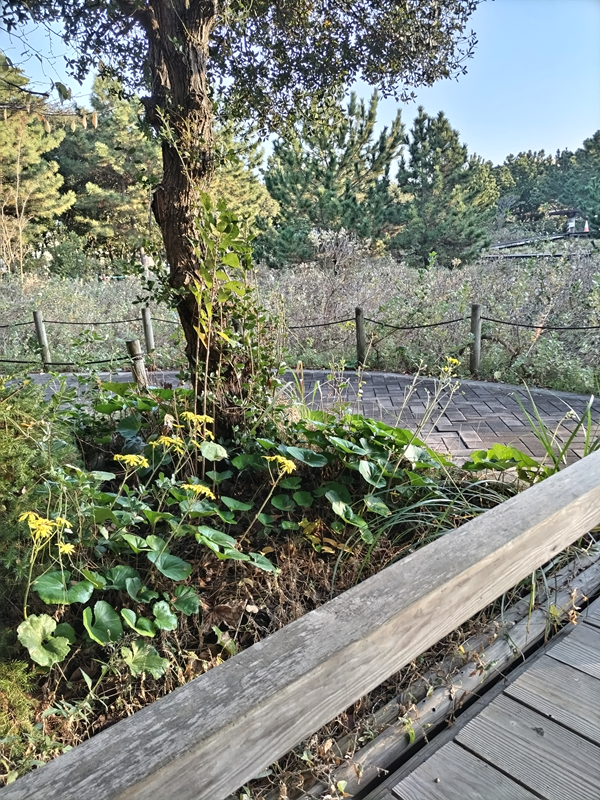 引籠りだった齋藤健一が自然公園内の歩道と植物を見ている様子