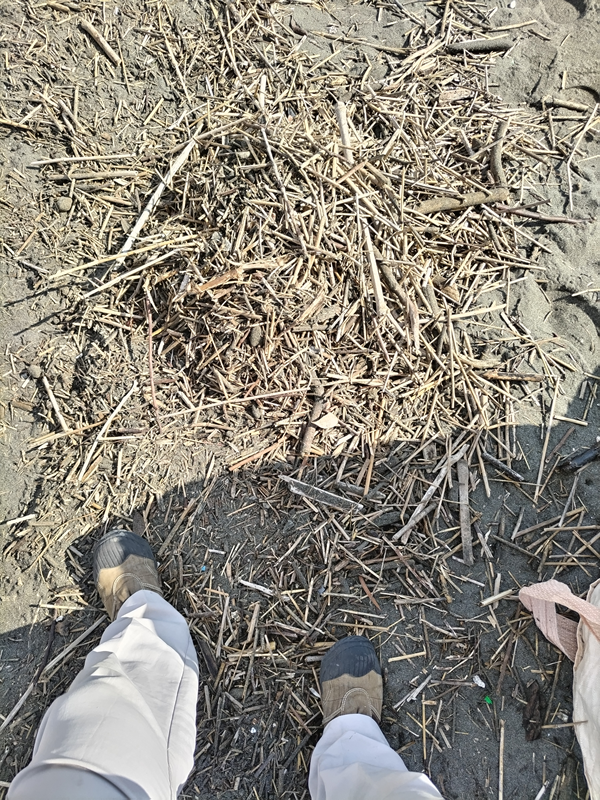 元ニート引籠りの俺が見ていた海岸清掃で集められた細かな木くずゴミ