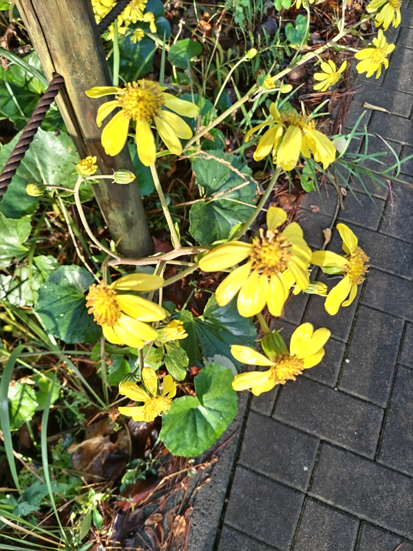 元ニート引籠りの俺が撮った黄色い花