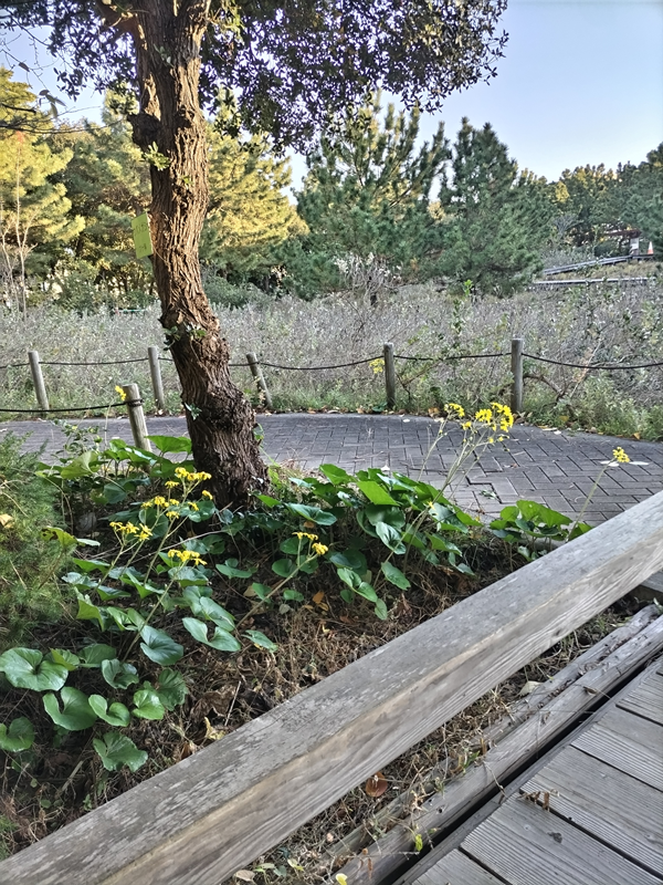 元ニート引籠りが自然公園内の植物と歩道を早朝に見ている様子