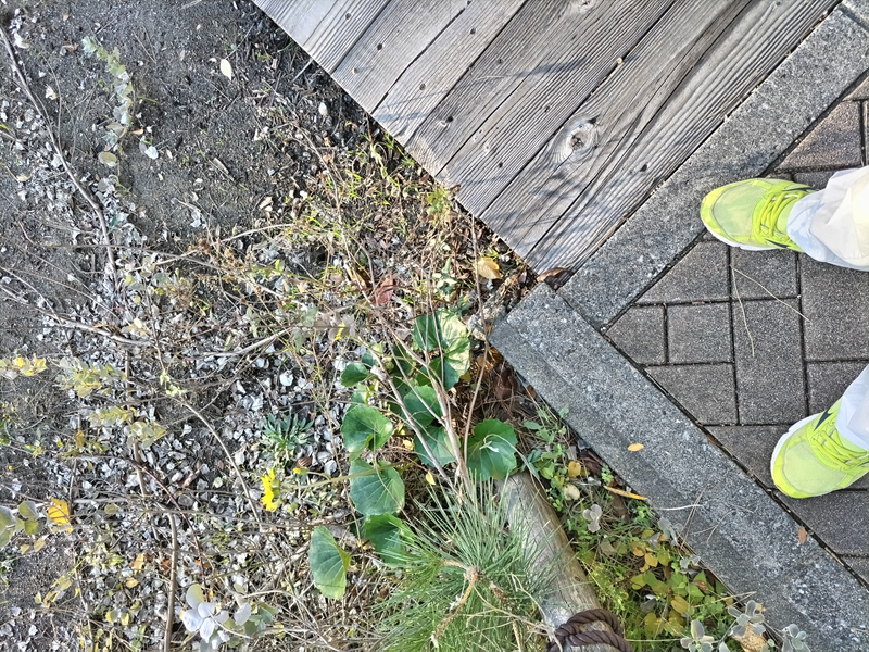 元ニート引籠りが黄色いスニーカーを履いて立っていた自然公園内の地面