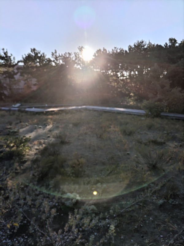 元引籠りニートが撮影した茅ケ崎市の中にある公園に差し込む太陽の光