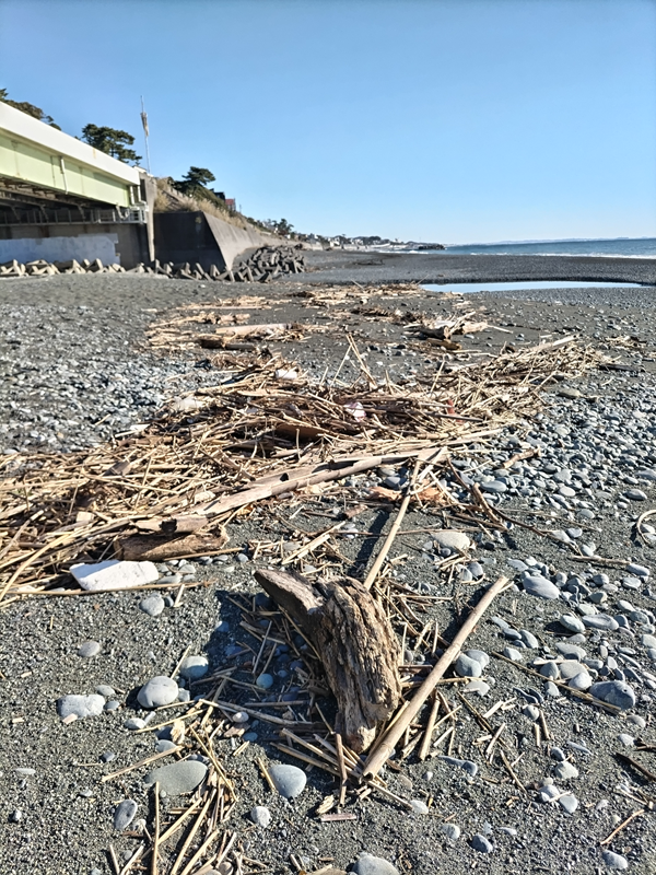 元ニート引籠りが見ていた二宮町の梅沢海岸に漂着した木くずと流木と竹