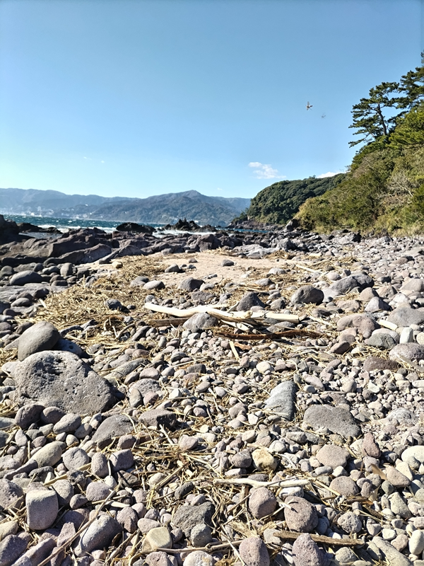 元ニート引籠りが見ていた三ツ石海岸に広がる流木と木くず