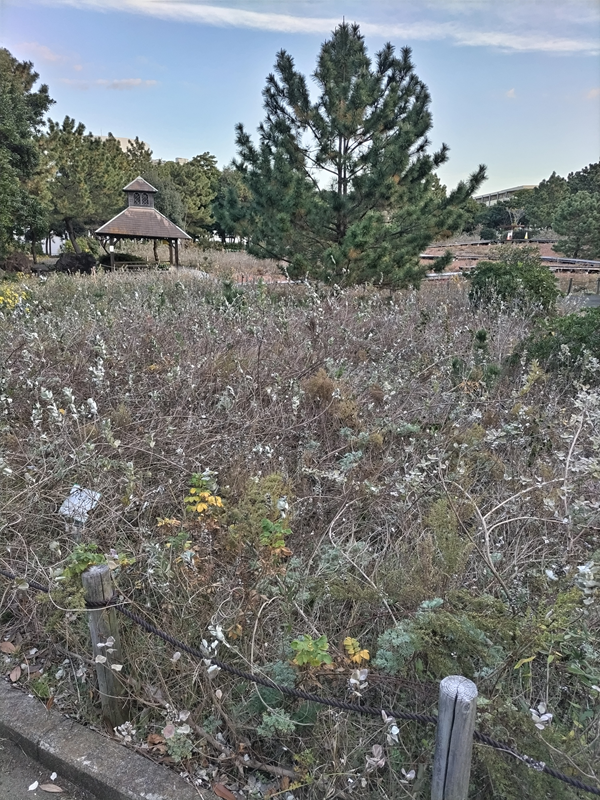 元ニートのセル齋藤が茅ケ崎市内の公園内の植物を眺めている様子