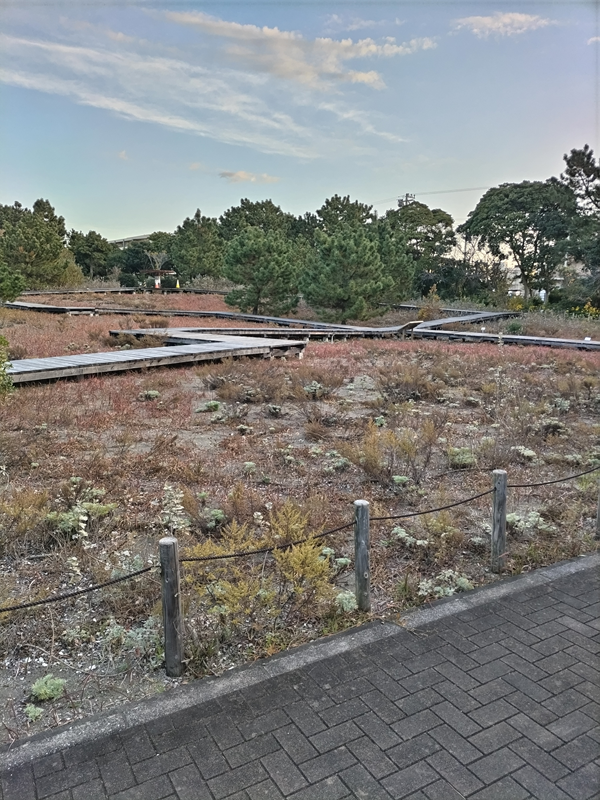 元ニート引籠りのセル齋藤が眺めていた茅ケ崎市の公園内の様子