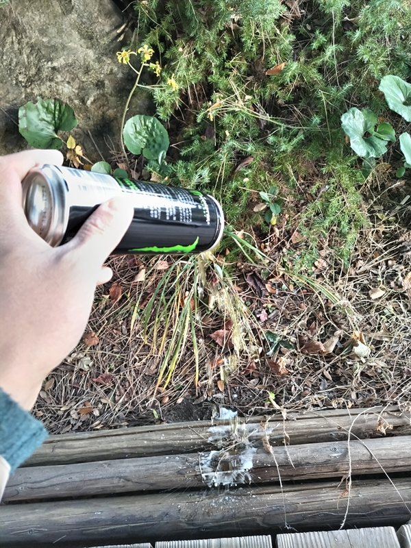 引籠りニートだったセル齋藤が朝に飲んだモンスターエナジーの中身を捨てているところ