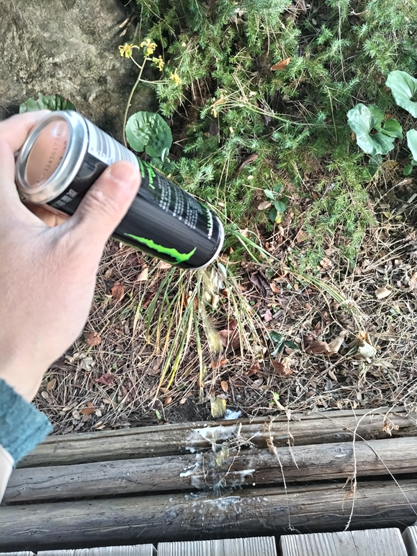 元引籠りニートだったセル齋藤が飲んでいたモンスターエナジー缶の飲み残しを流して捨てているところ