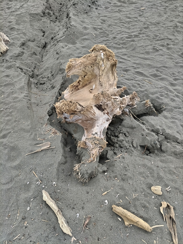 元ニートのセル齋藤が見ていた海岸に漂着したでっかい流木の残骸