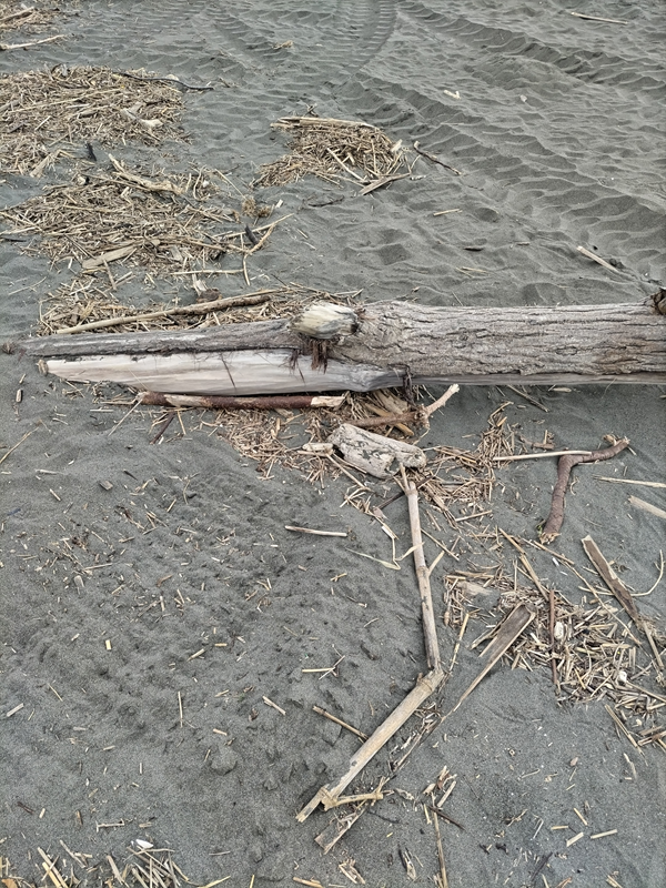 元引籠りのセル齋藤が見つめていた平塚ビーチセンター前の砂浜に漂着した大きな流木と細かな木くずゴミ