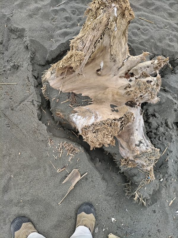 引籠りだったセル齋藤が見ていたでかい流木の根本