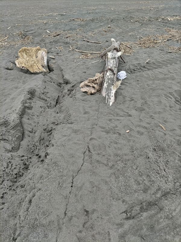 引籠りだったセル齋藤が見た平塚海岸の砂地に埋まった流木複数