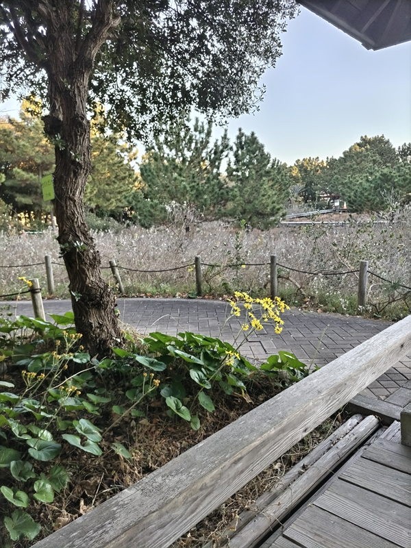 元引籠りのセル齋藤が12月の公園内で生えている黄色い花を眺めている様子